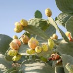 Opuncia figová (Opuntia ficus) ´INDICA´ - výška 40-60 cm, kont. C7L (-5°C)